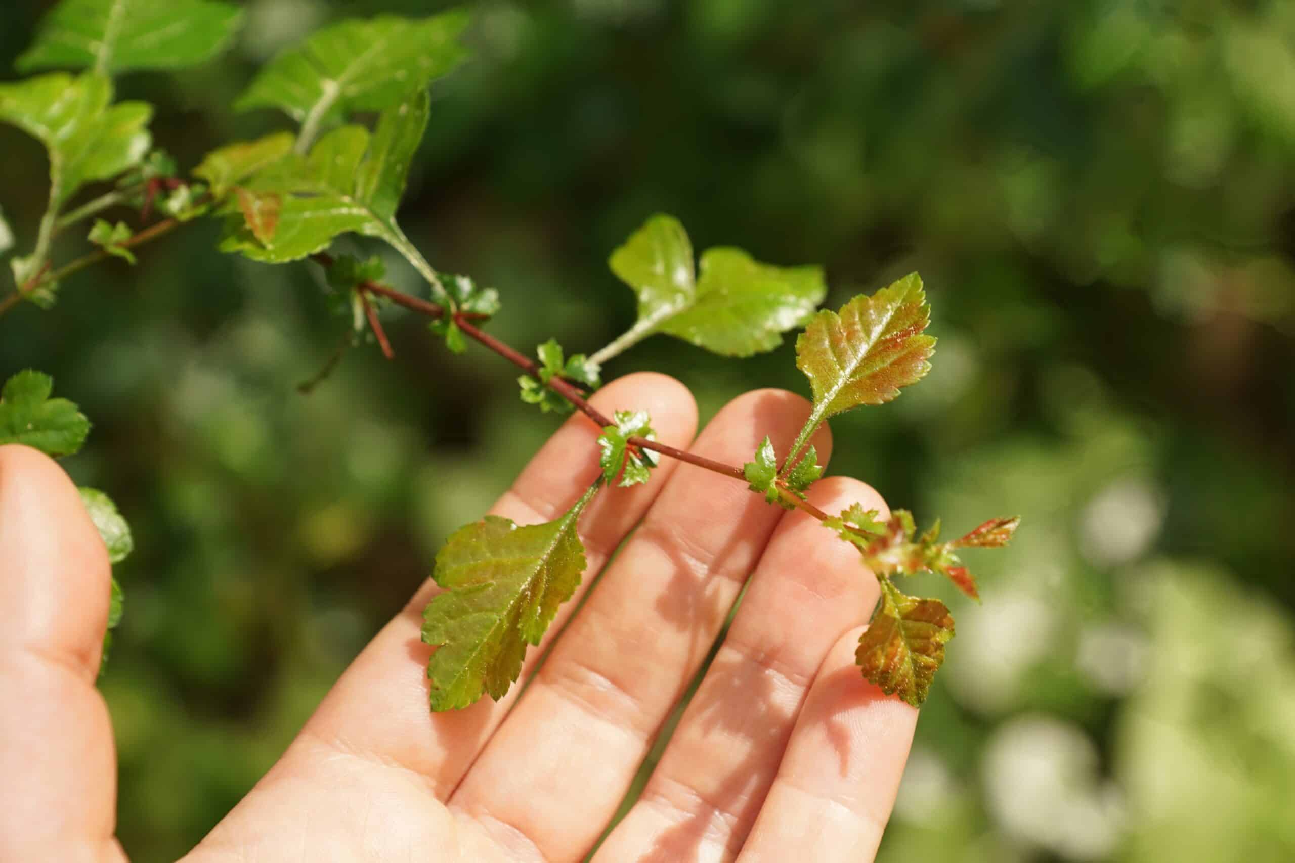 Jeuken jouw groene vingers?